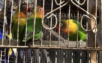 Acuario Y Aviario Happy Fish