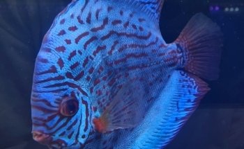 Melbourne Tropical Fish & Aquarium Plants