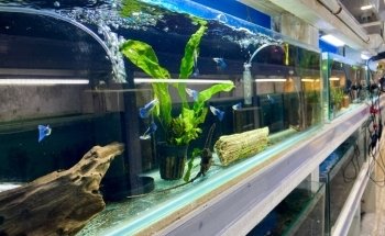 Melbourne Tropical Fish & Aquarium Plants