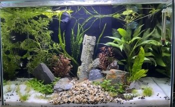 Melbourne Tropical Fish & Aquarium Plants