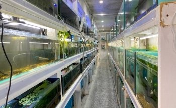Melbourne Tropical Fish & Aquarium Plants