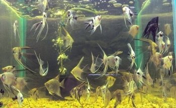 Life Aquarium Morelia
