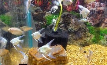 Life Aquarium Morelia