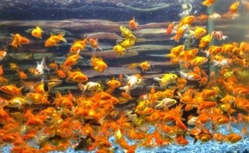 Acuario Life Morelia