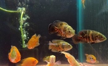 Life Aquarium Morelia