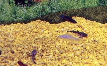 Life Aquarium Morelia