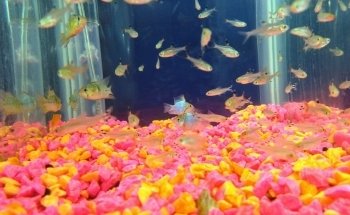 Life Aquarium Morelia