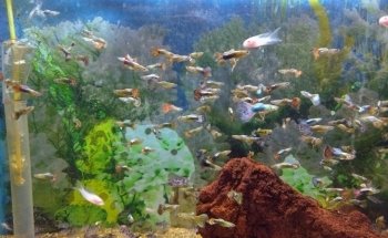 Life Aquarium Morelia