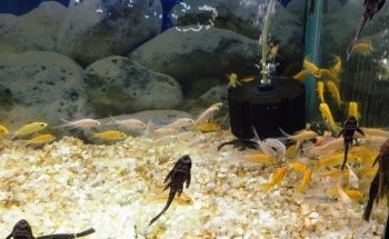 Life Aquarium Morelia