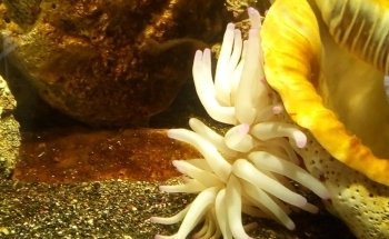 Acuario MUNDO PEZ