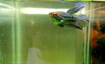 Acuario MUNDO PEZ