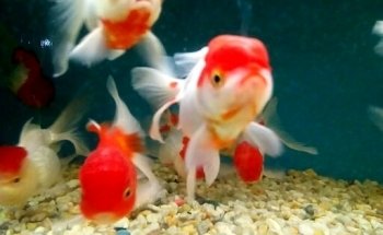 Acuario MUNDO PEZ
