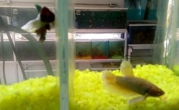 Acuario MUNDO PEZ