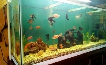 Acuario MUNDO PEZ