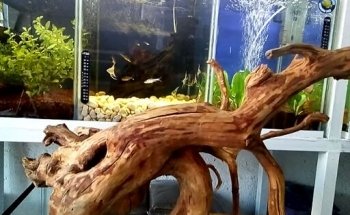Acuario MUNDO PEZ