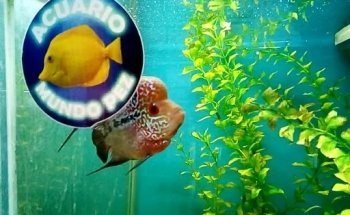 FISH WORLD Aquarium