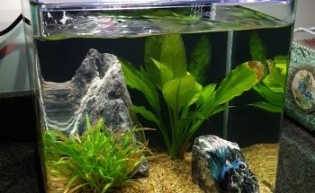 Acuática Acuario