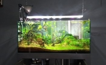 Acuática Acuario