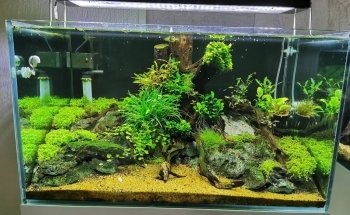 Acuática Acuario