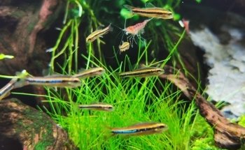 Acuática Acuario