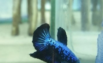 Acuario Briones Tonalá