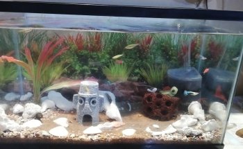 Acuario Briones Tonalá