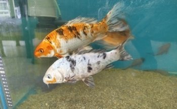 Acuario casa del pez