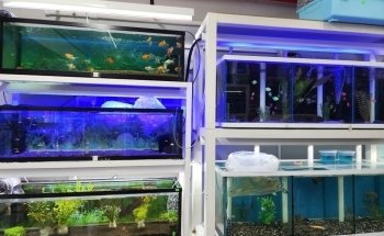 Acuario casa del pez