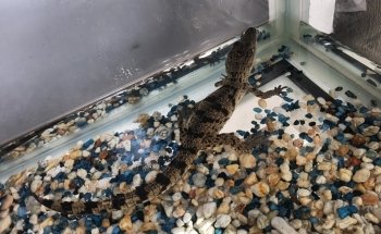 Acuario casa del pez