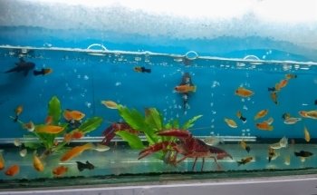 Acuario Tecomitl