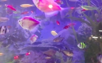 Acuario Tecomitl