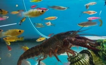Acuario Tecomitl
