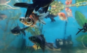 Acuario Tecomitl