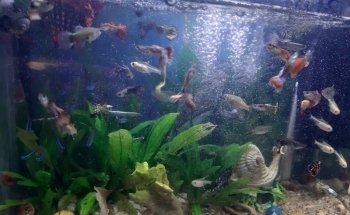 Acuario Tecomitl