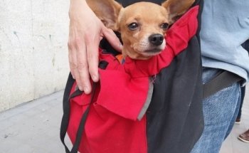 La Antigua Veterinaria