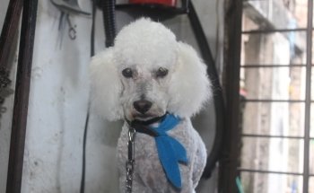 La Antigua Veterinaria