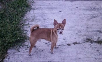 La Antigua Veterinaria