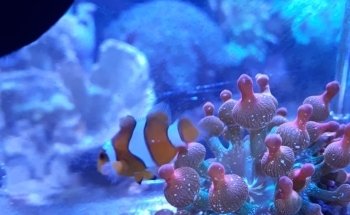 Acuario Tritón