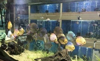 Acuario Isla Tortuga