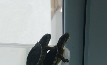Acuario Isla Tortuga