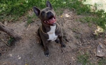 Veterinaria San Miguel