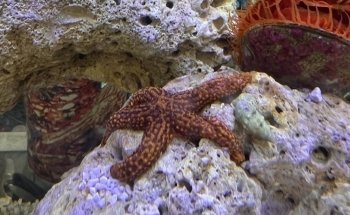 Humahuaca Aquarium
