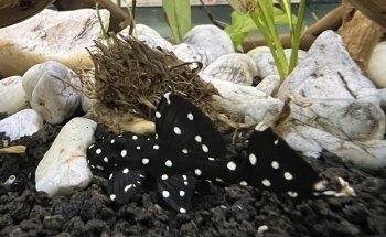 Acuario Humahuaca