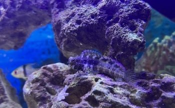Acuario Humahuaca