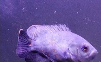Acuario Humahuaca