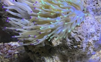 Acuario Humahuaca