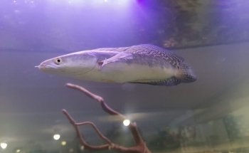 Acuario Humahuaca