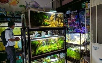Acuarista Oaxaca