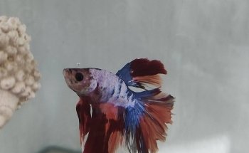 Acuario Ultra mar