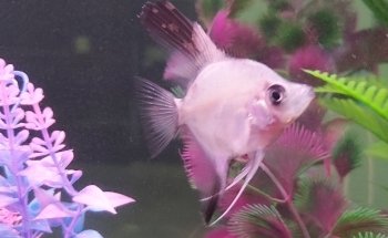 Acuario Ultra mar